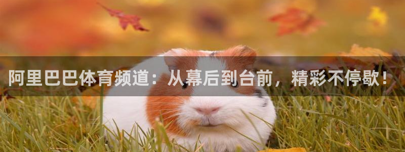 咪咕咪咕体育直播