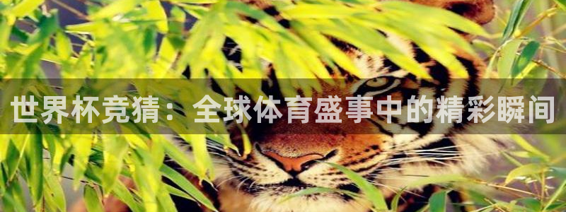 咪咕咪咕体育直播